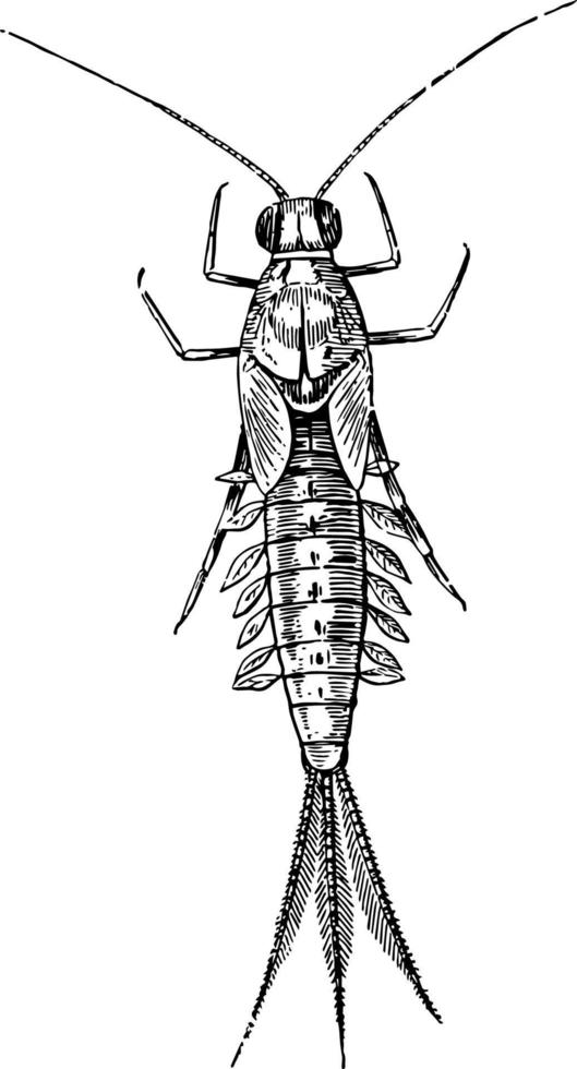 mayfly, ilustração vintage. vetor