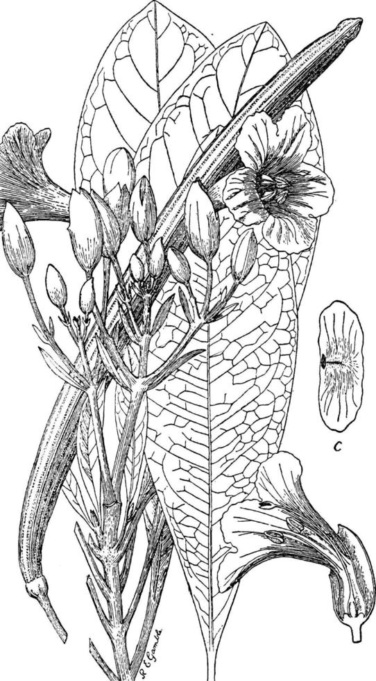 ilustração vintage de tabebuia leucoxyla. vetor