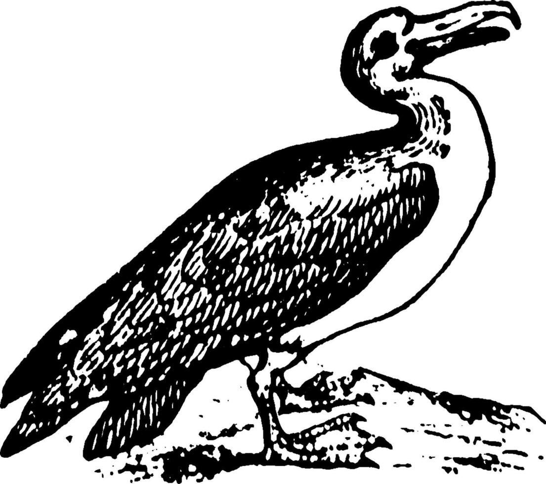 albatroz, ilustração vintage. vetor