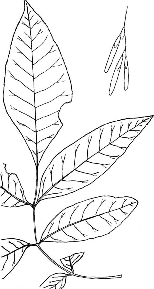 gênero fraxinus, L. ilustração vintage de cinzas. vetor