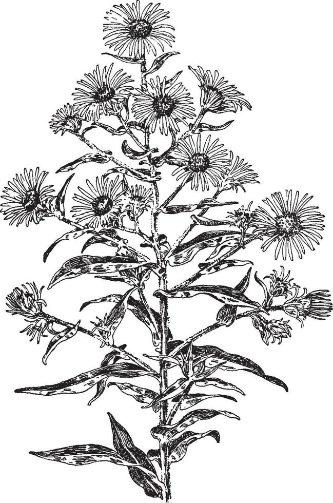 ilustração vintage de aster novae-angliae. vetor