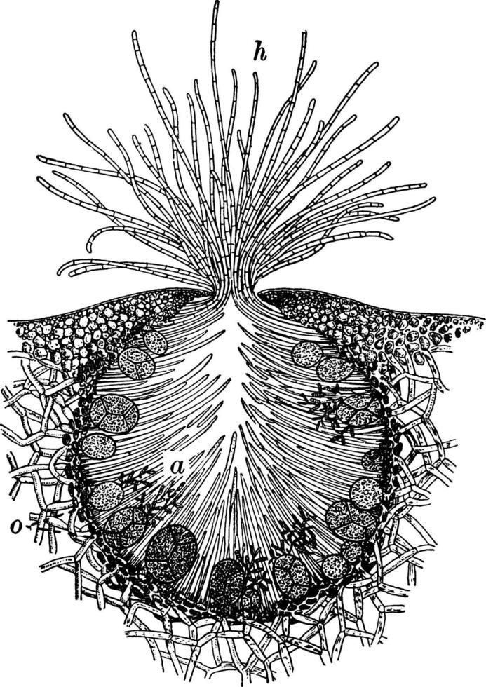 fucus platycarpus, rockweed, ilustração vintage. vetor