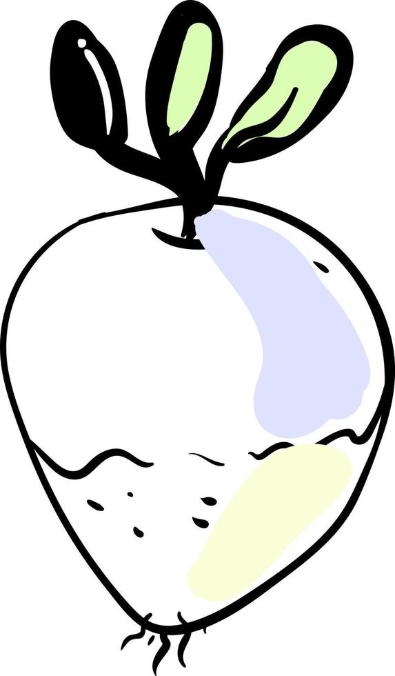 desenho de rutabaga, ilustração, vetor em fundo branco.