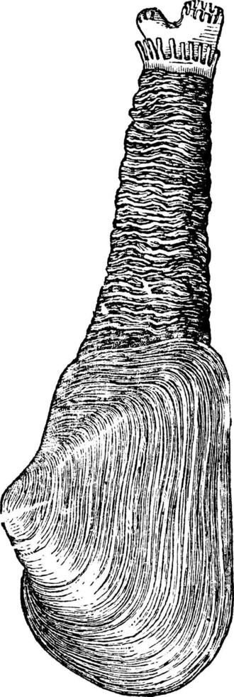 mya truncata, gaper sem corte ou softshell truncado, ilustração vintage. vetor