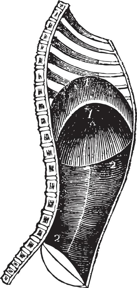 diafragma durante a expiração, ilustração vintage. vetor