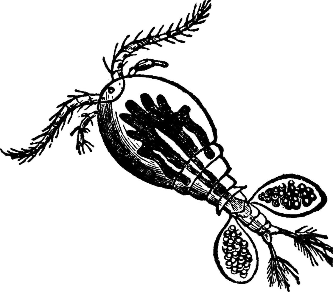 pulga de água cyclops communis, ilustração vintage. vetor