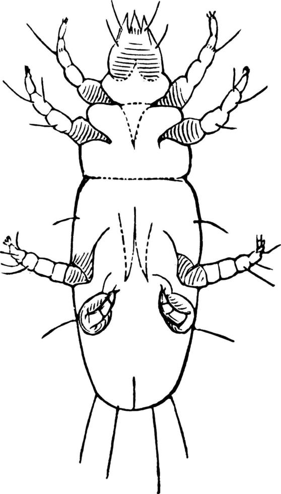 ácaro parasita, ilustração vintage. vetor