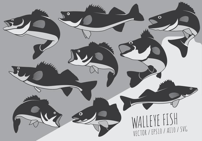 Peixes da vara e Walleye Vectors