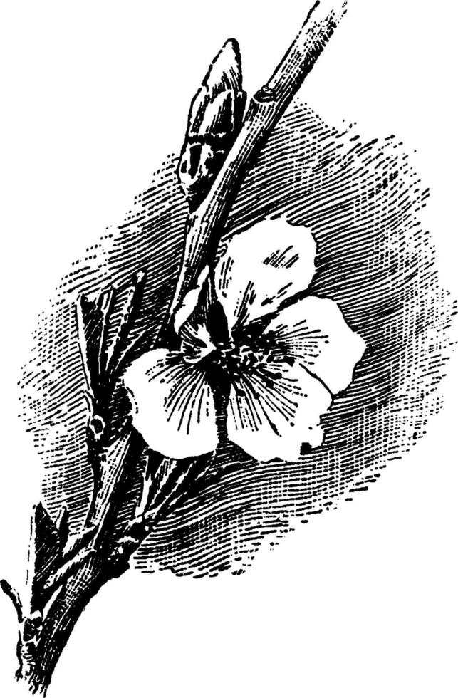 flor de ilustração vintage de amêndoa comum. vetor