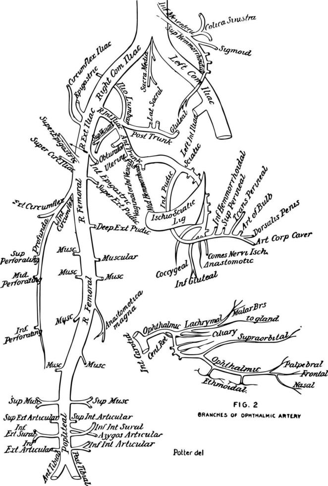 ramos da ilustração vintage da aorta. vetor
