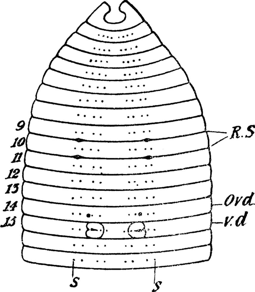 região anterior da minhoca minhoca, ilustração vintage. vetor