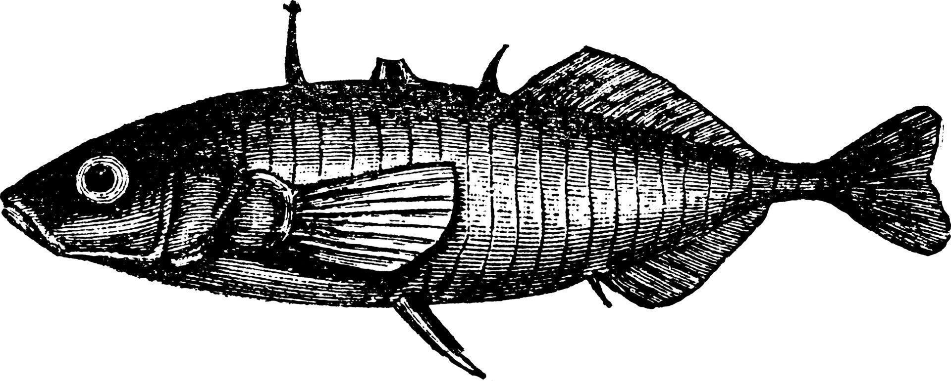 stickleback, ilustração vintage. vetor