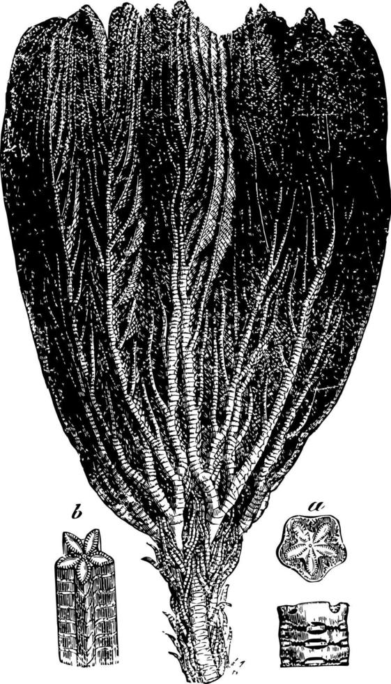 pentacrinus, ilustração vintage vetor