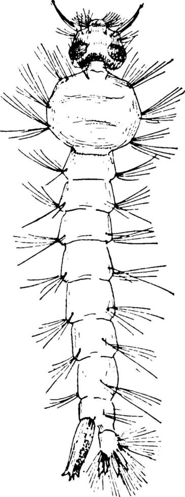 mosquito, ilustração vintage. vetor