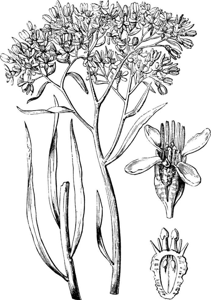ilustração vintage popflower comum. vetor