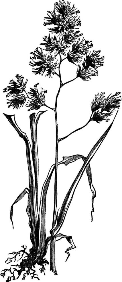 ilustração vintage de grama de pomar. vetor