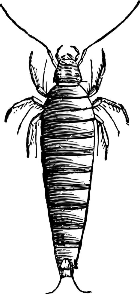 primeira larva de ilustração vintage de sitaris humeralis. vetor