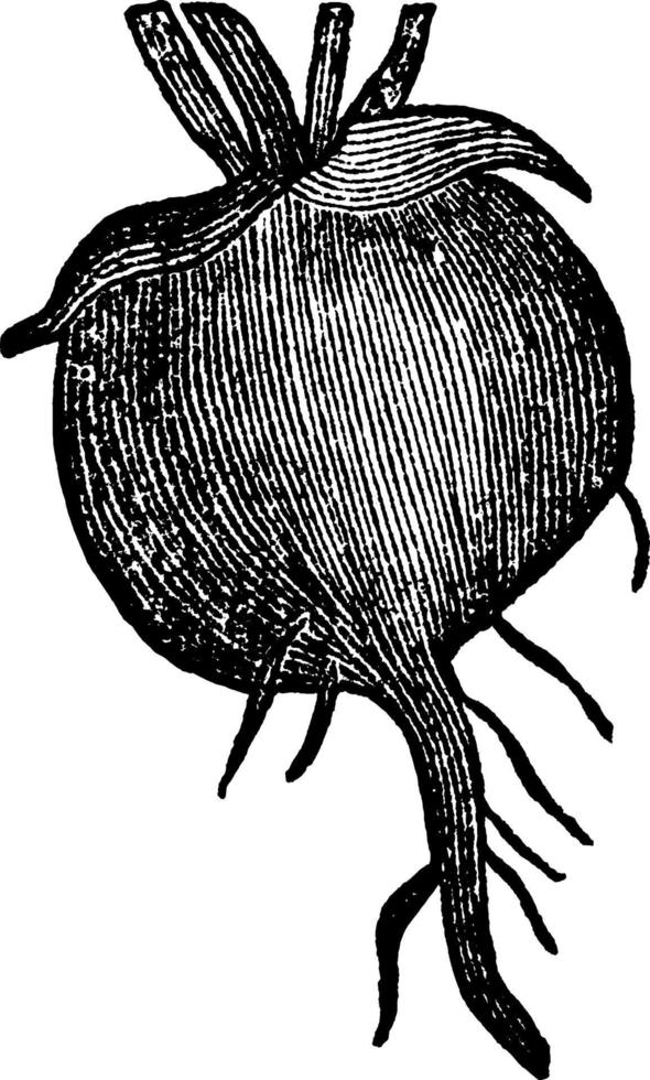 ilustração vintage de raiz napiforme. vetor