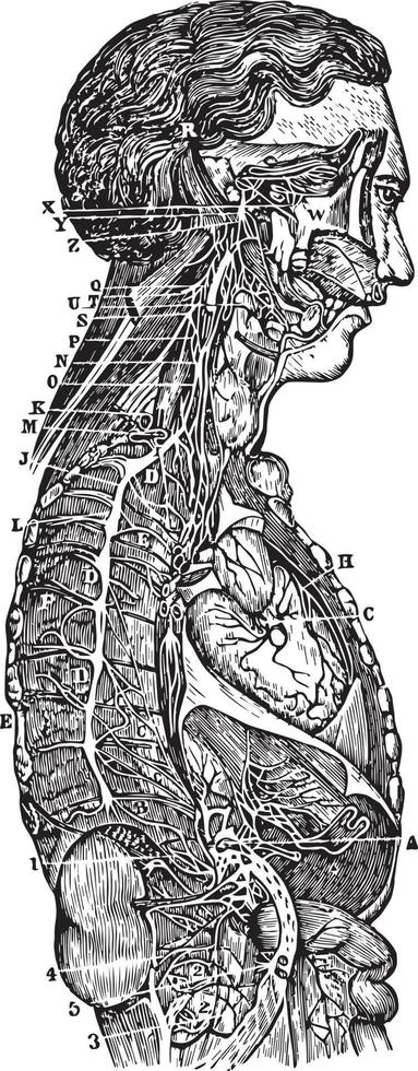 os gânglios simpáticos e sua conexão com outros nervos, ilustração vintage. vetor