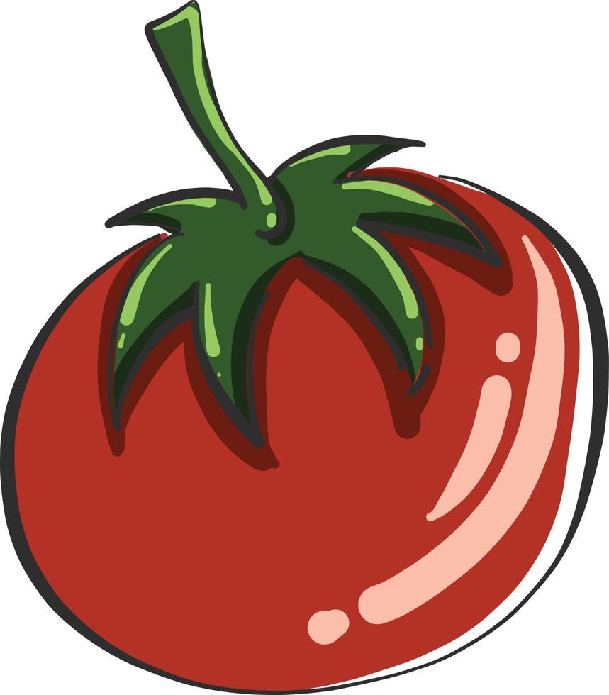 tomate vermelho, ilustração, vetor em fundo branco.