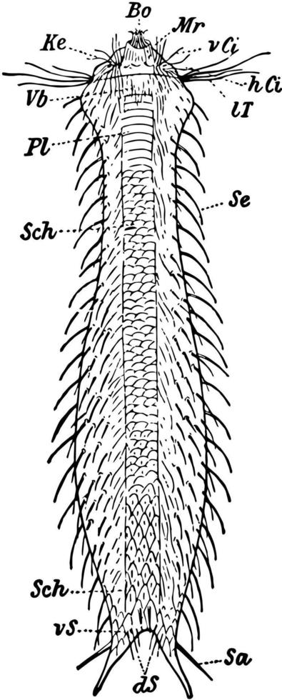 gastrotricha, ilustração vintage. vetor