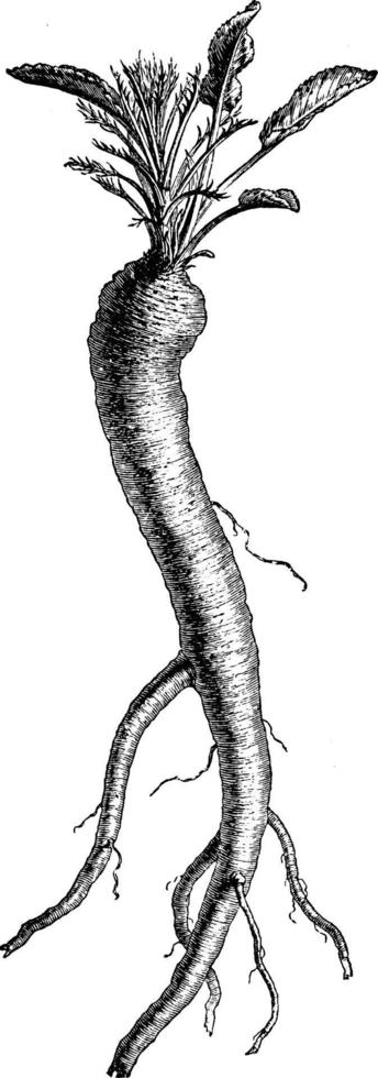 ilustração vintage de rábano. vetor