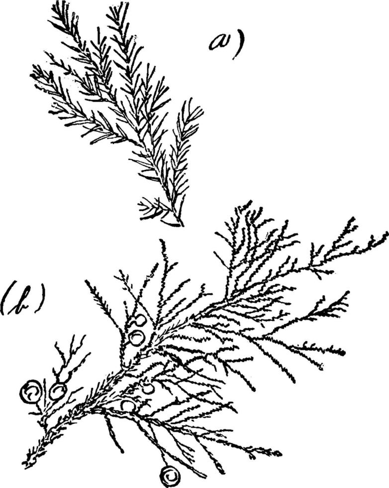 gênero juniperus, L. ilustração vintage de cedro vermelho. vetor