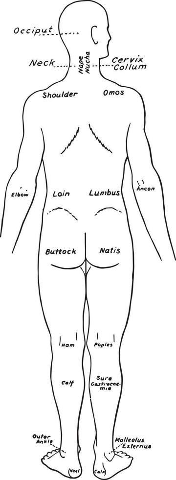 vista traseira das partes do corpo humano rotuladas em inglês e latim, ilustração vintage vetor