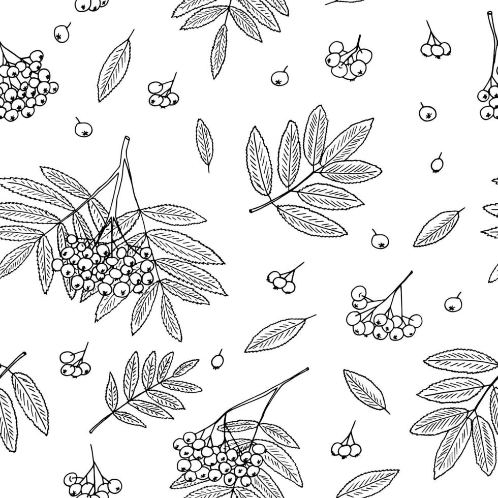 bagas de rowan, cachos e folhas sem costura padrão desenhado à mão no estilo doodle. têxtil, papel de parede, fundo, papel de embrulho, papel digital. vetor