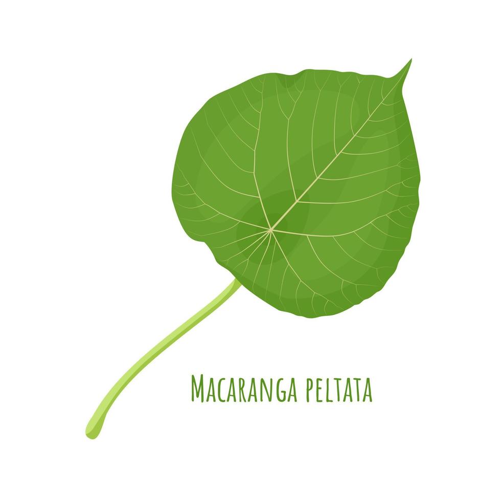 ilustração vetorial, folha de macaranga peltata, nomes comuns são chamados de kenda ou kanda, isolados no fundo branco. vetor
