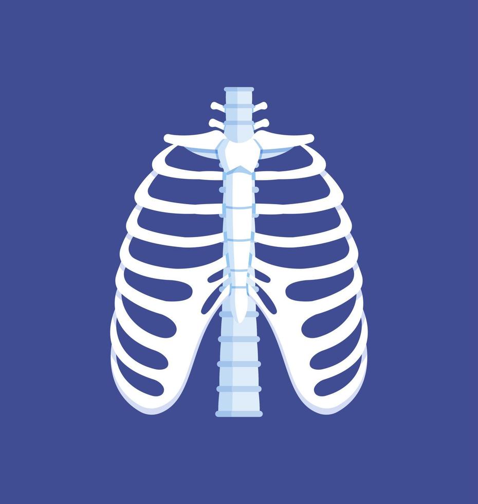 ossos do tórax. vista frontal. anatomia humana. costelas, coluna. ilustração em vetor de isolado nas costelas de fundo azul.