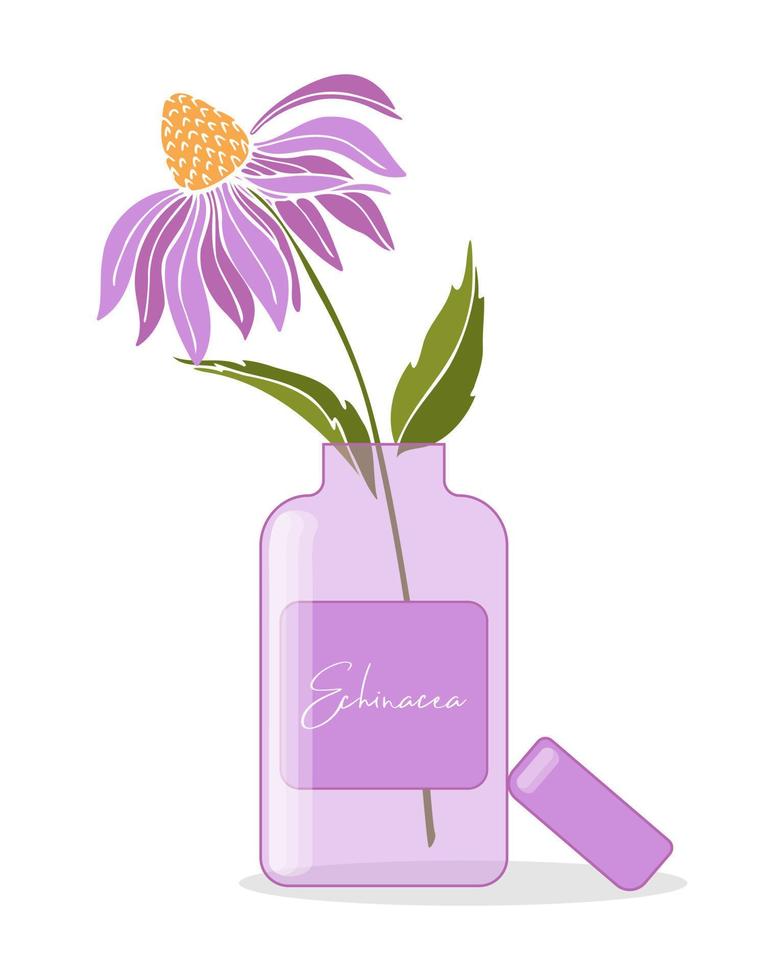 planta echinacea purpurea. flores de echinacea com garrafa. extrato, suplemento, creme, óleo natural. coleção de ervas medicinais. vetor