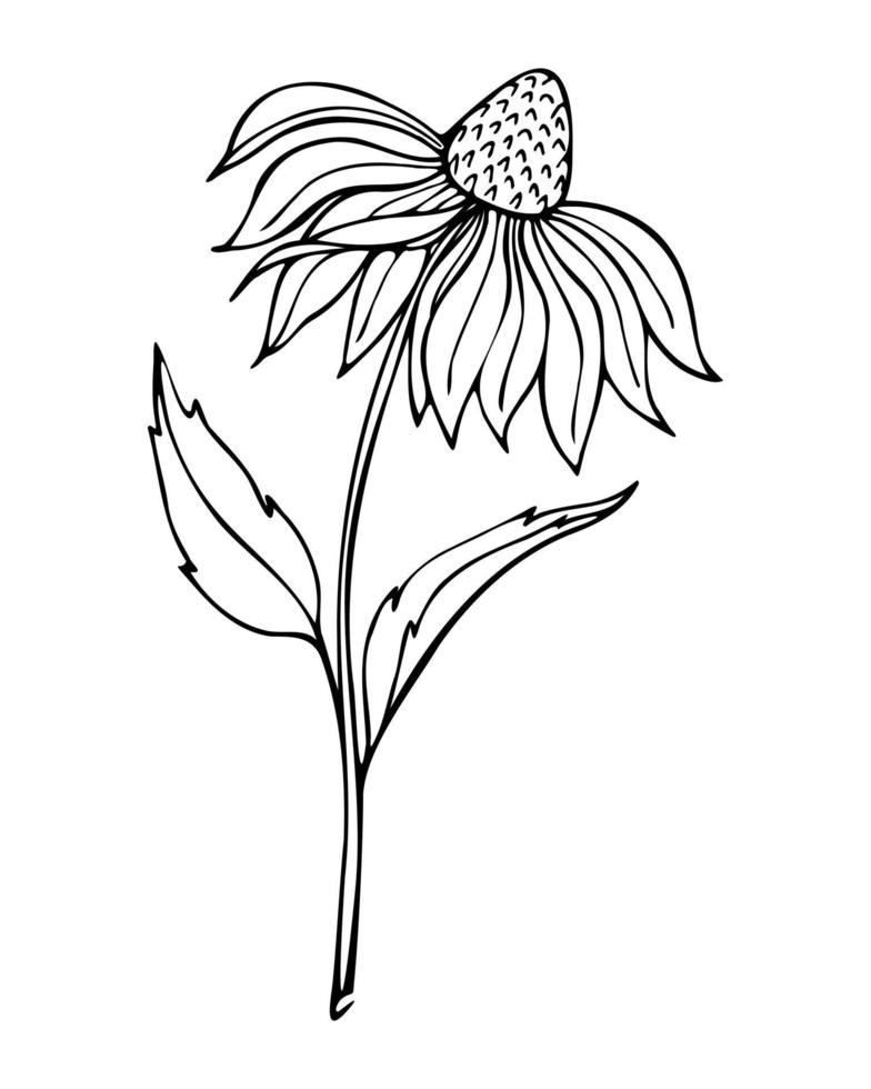 echinacea flor mão desenhada doodle contorno contorno preto. vetor