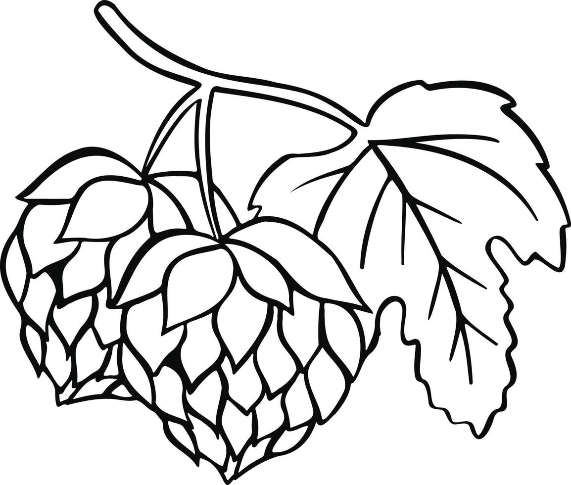 ilustração vetorial de planta de cerveja de lúpulo vetor