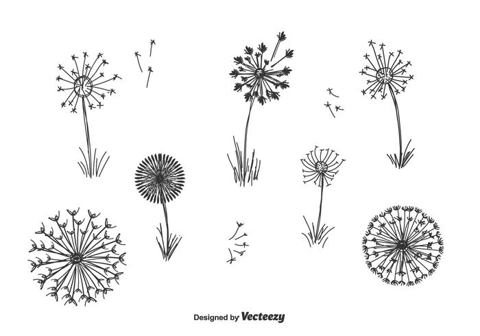 Desenhado mão Vector Blowball