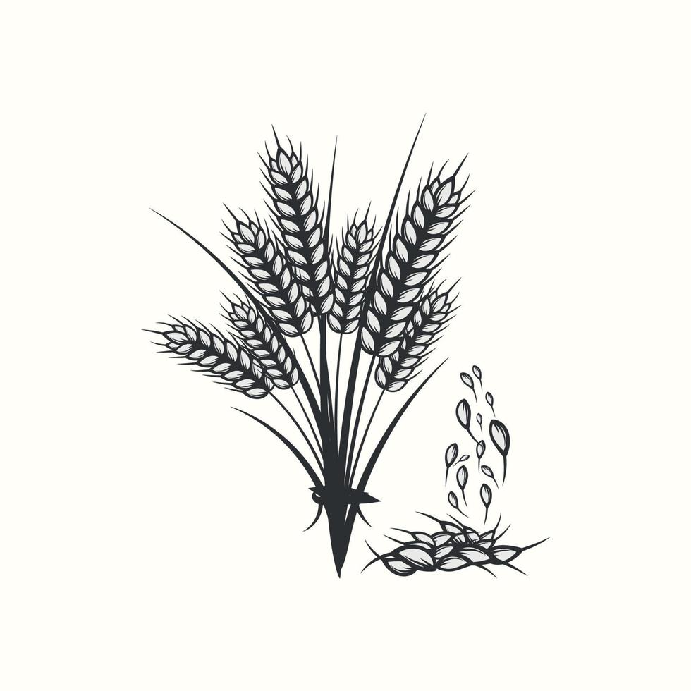 silhueta desenhada à mão em preto e branco de espigas de trigo, cereais, ilustração de cevada em estilo vintage e retrô em fundo branco vetor