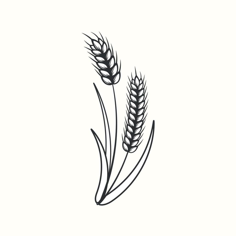 silhueta desenhada à mão em preto e branco de espigas de trigo, cereais, ilustração de cevada em estilo vintage e retrô em fundo branco vetor