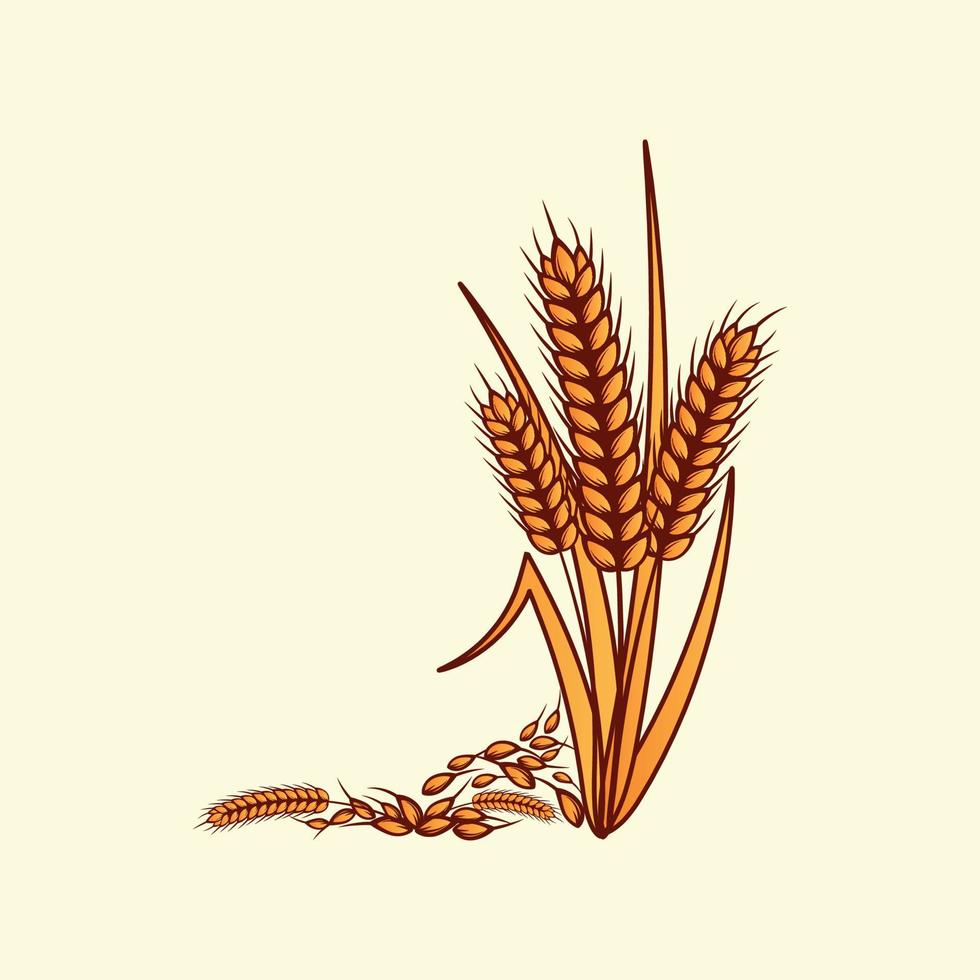 mão desenhada amarelo dourado colorido de espigas de trigo cereais ilustração de cevada em estilo vintage e retrô em fundo branco vetor