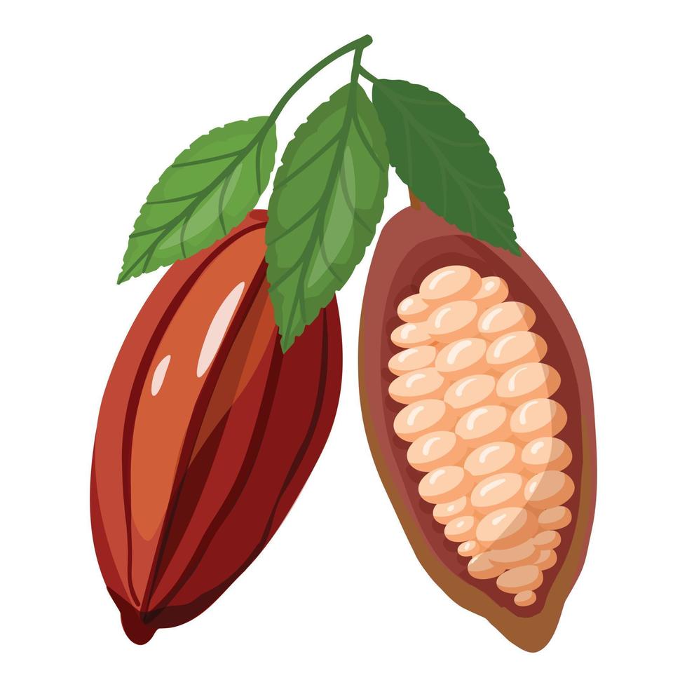 vetor de desenhos animados de ícone de fruta cacau. feijão de cacau