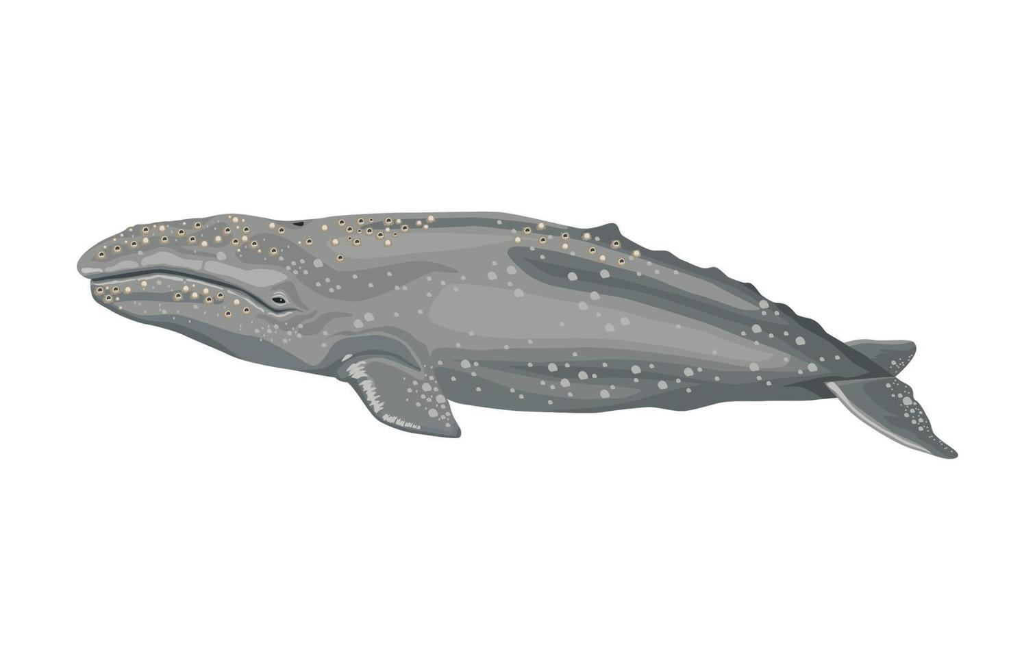baleia jubarte vida marinha vetor