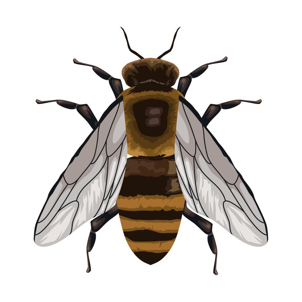 abelha inseto animal vetor