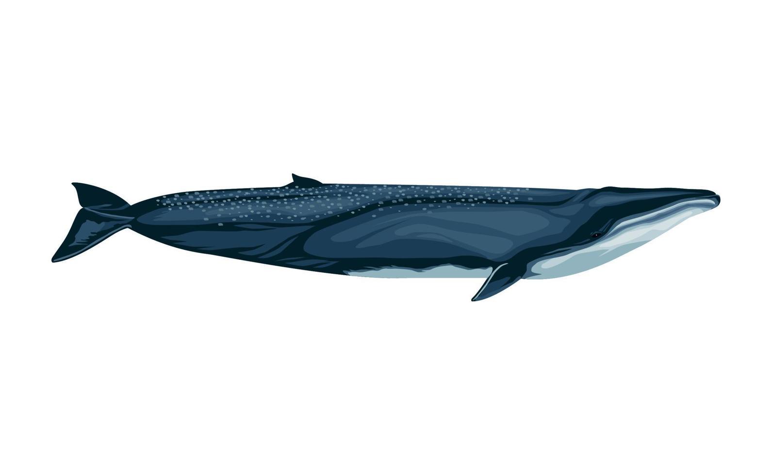 baleia-comum vida marinha vetor