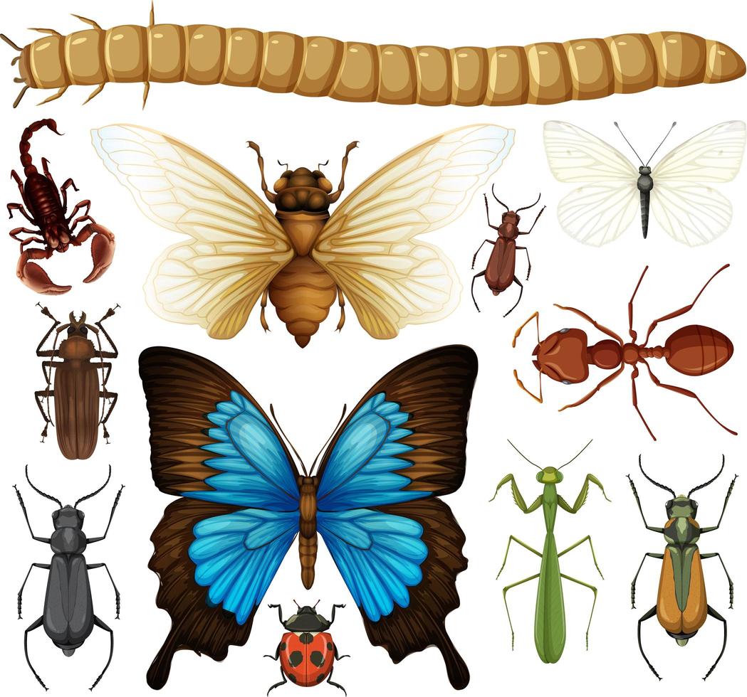 diferente coleção de insetos isolada vetor