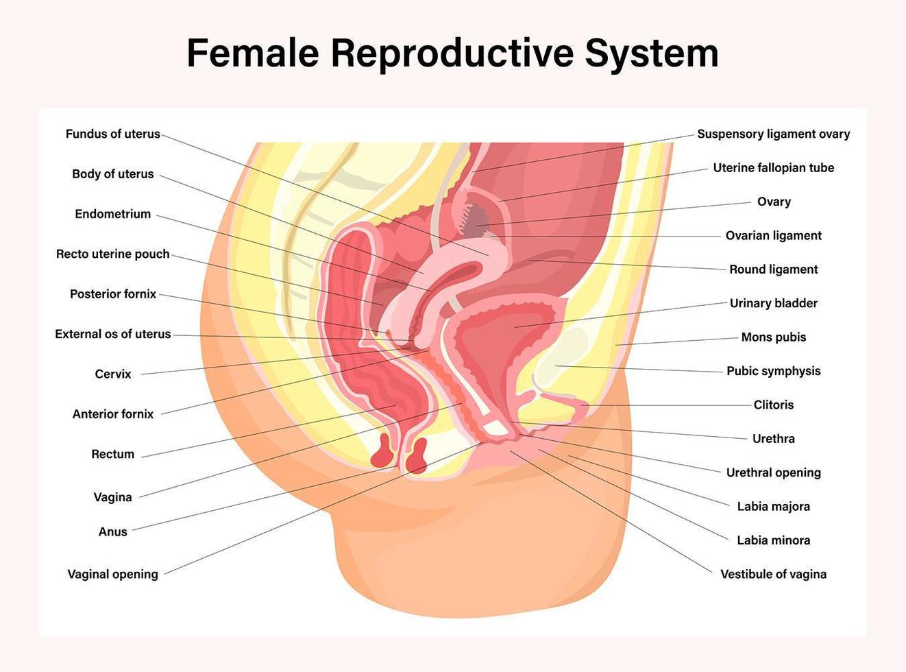 sistema reprodutivo feminino vetor