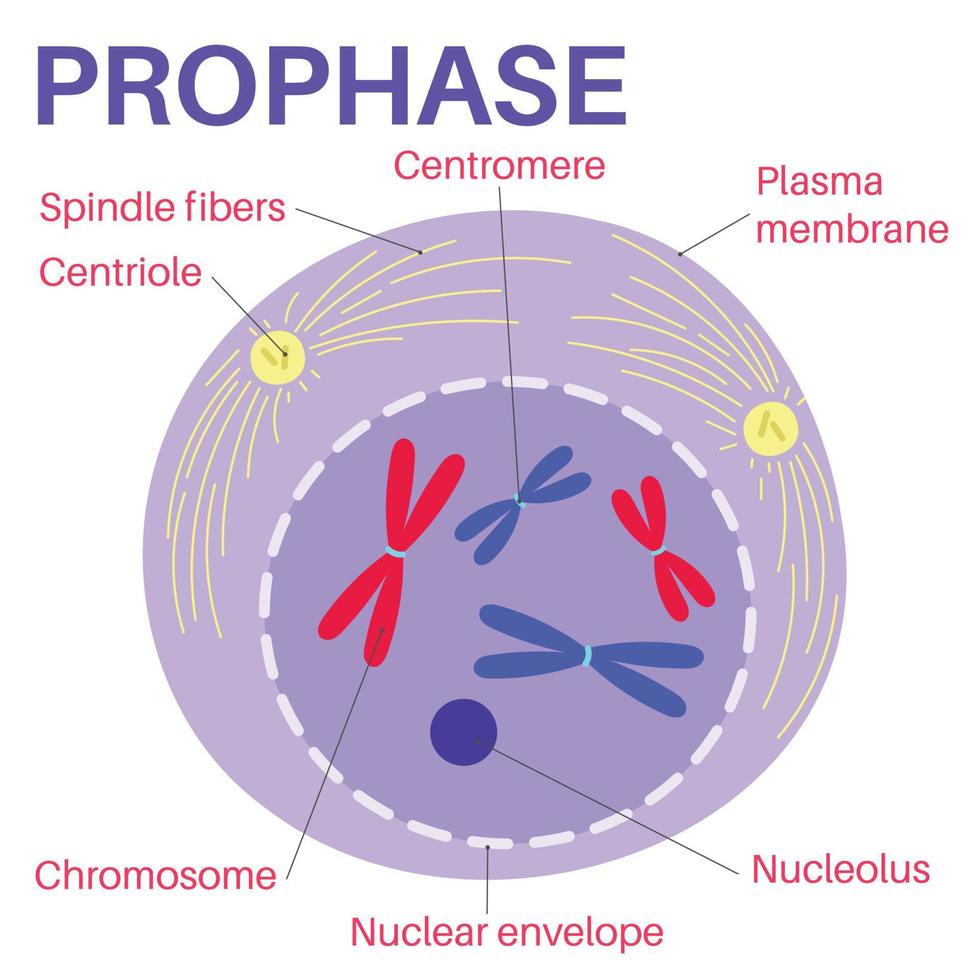 A prófase é o primeiro estágio da divisão celular. vetor