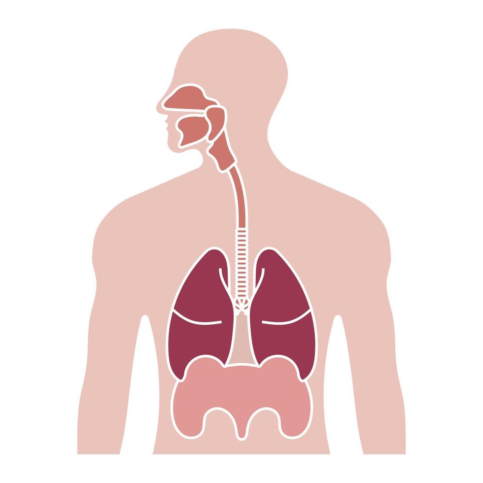 sistema respiratório humano ou ícone de cor plana do trato respiratório para aplicativos e sites vetor