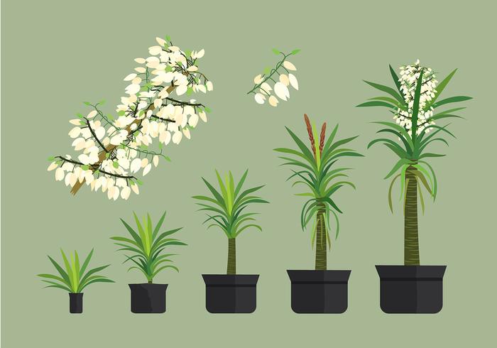 Livre Yucca vetores de plantas