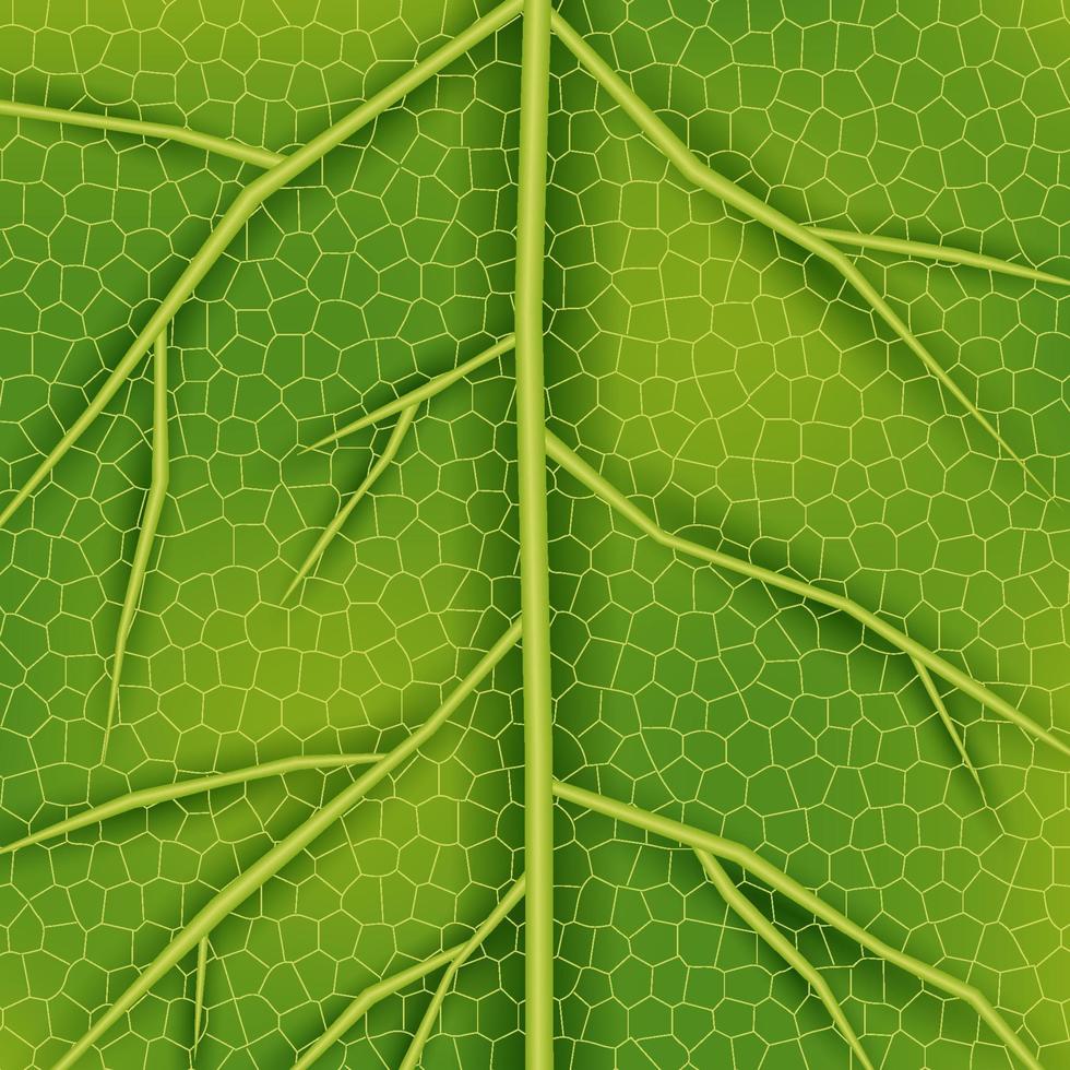 textura de folha verde vetor
