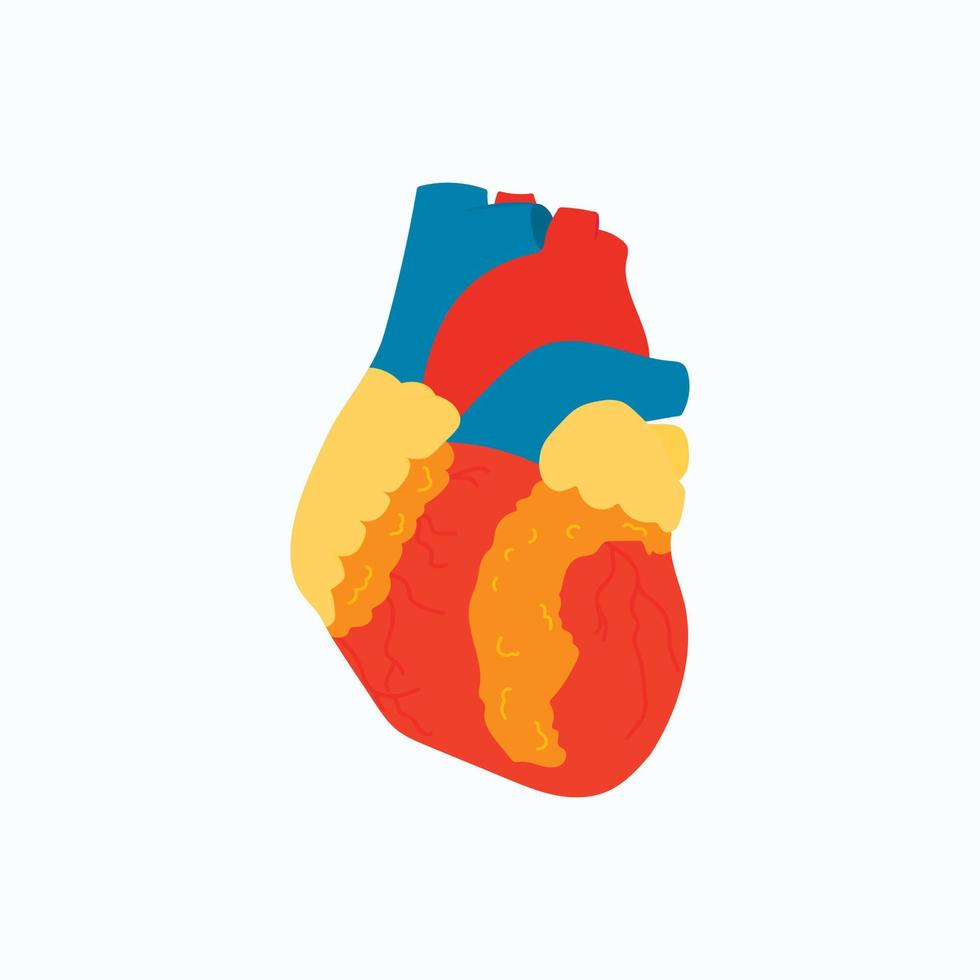 ilustração em vetor de um coração isolado. estrutura detalhada do órgão, vista frontal.