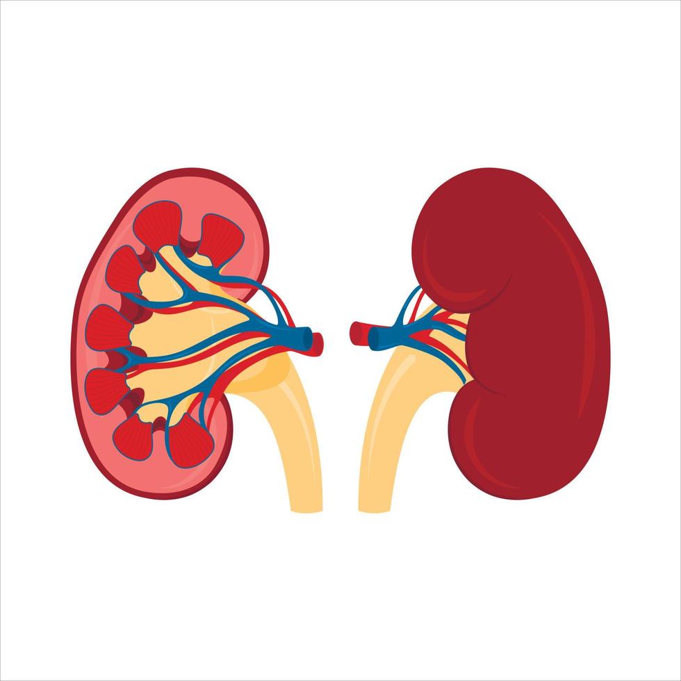 ilustração em vetor de um órgão renal isolado no corpo humano. objeto de fenda, vista interna e externa.